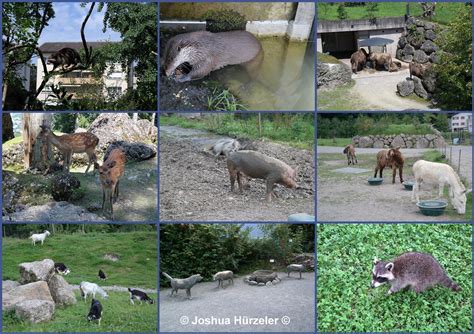 arth goldau tierpark|English